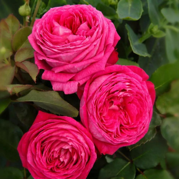 Rosier Grimpant Freifrau Caroline fleur rose