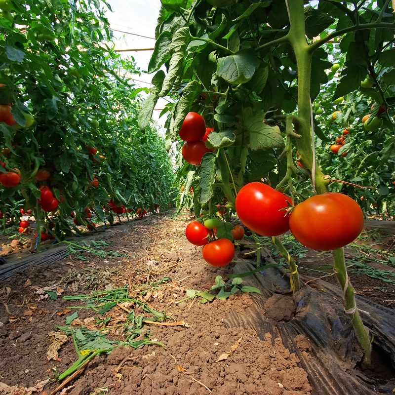 3 plants Tomate mix barbecue motte 7cm