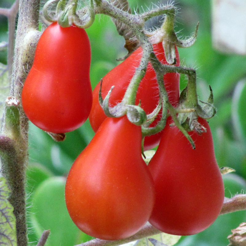 3 plants Tomate olivette roma motte 7cm