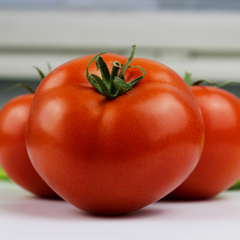 3 plants Tomate fandango f1 motte 7cm