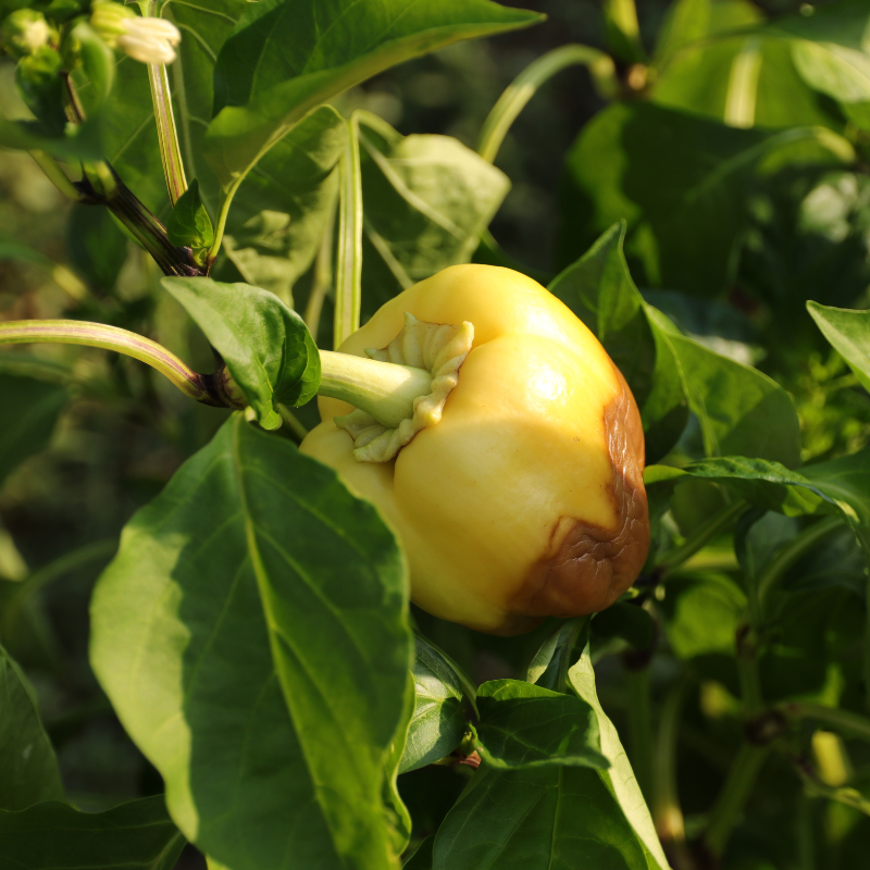 Plant Poivron blanc nikita en pot