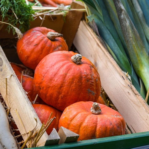 6 Plants Potimarron qualité en Pot