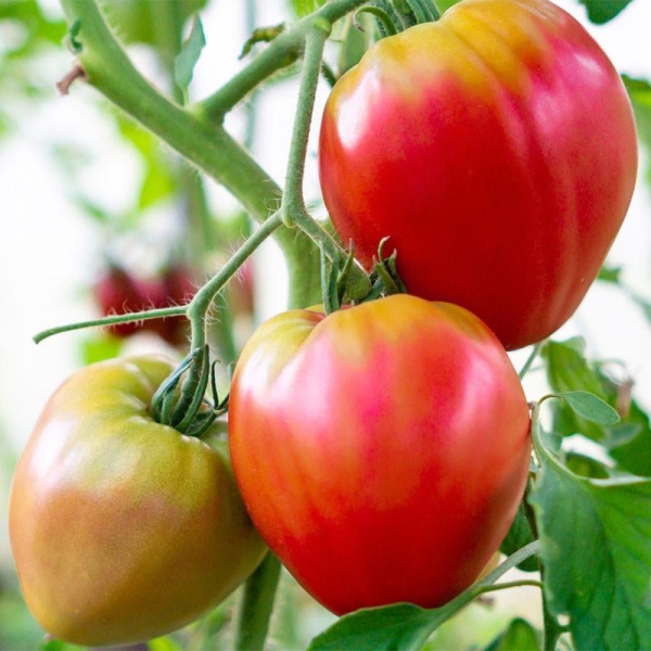 6 Plants Tomate Coeur de Boeuf motte 7 cm