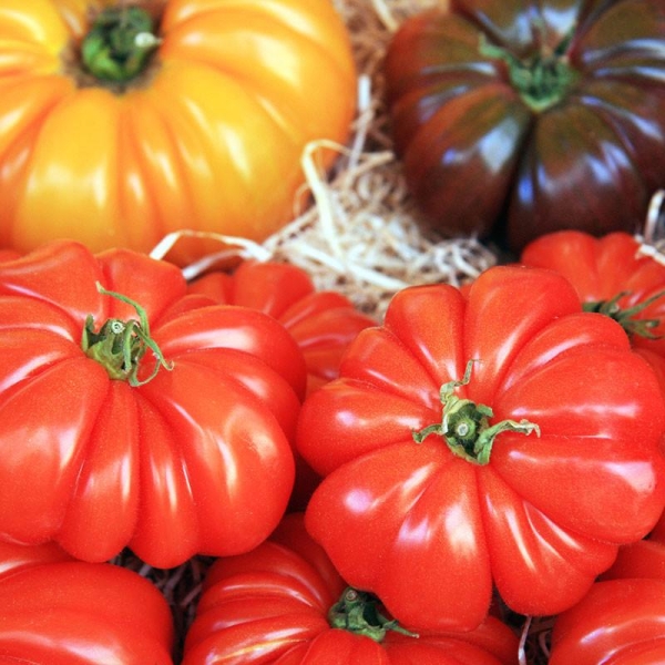 6 plants Tomate Marmande Claudia motte 7cm