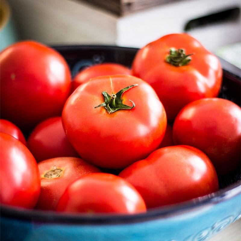 6 plants Tomates Montfavet Motte 7 cm