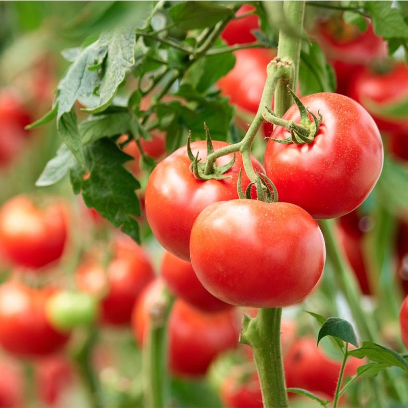 6 Plants Tomate Grappe Premio F1 en Pot