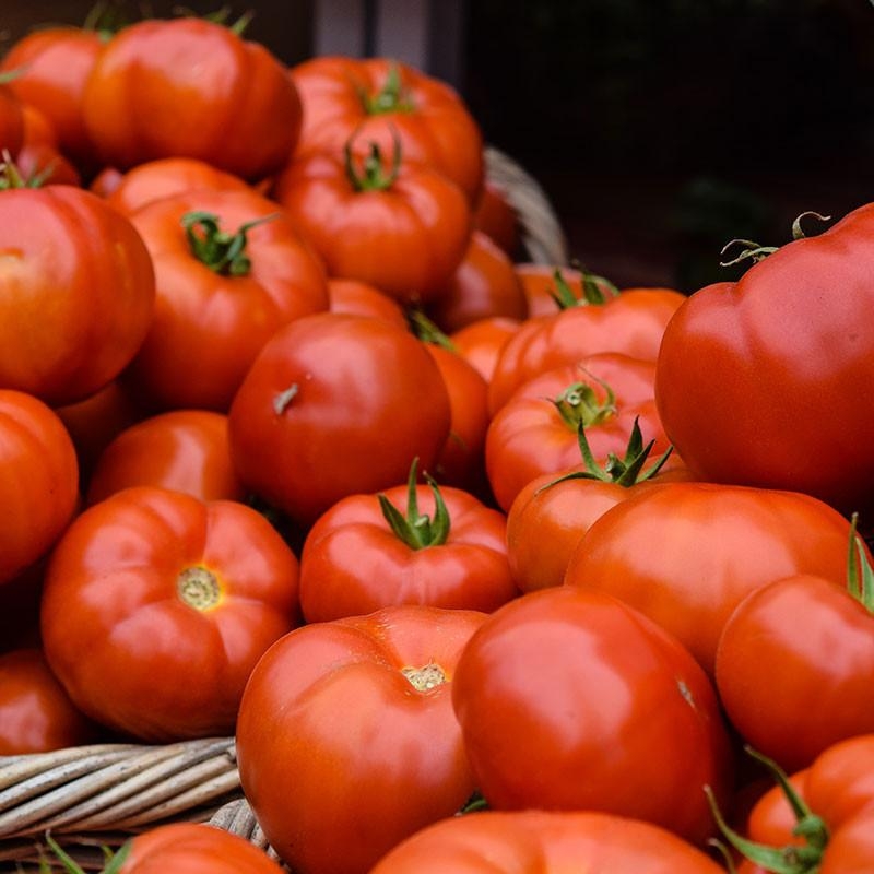 6 Plants Tomate Pyros F1 Extra Motte 7 cm