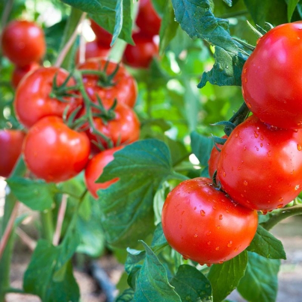 6 Plants Tomate St Pierre F1 Motte 7 cm