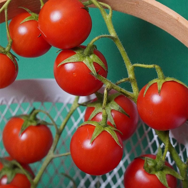 6 Plants Tomate Cerise Super Sweet 100 F1 en motte