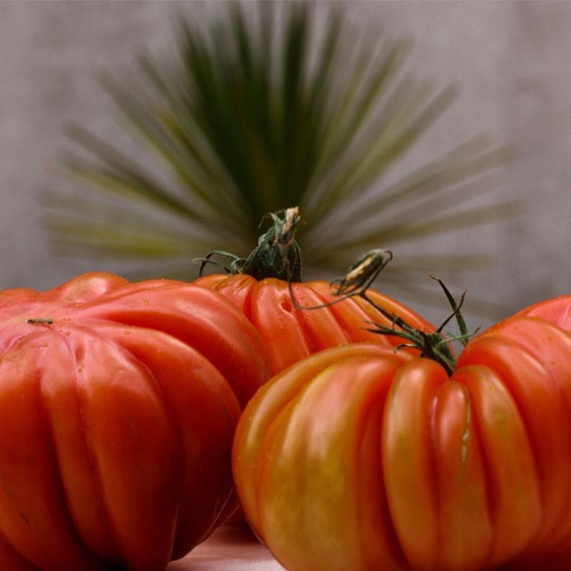 Plant Tomate Coeur de Boeuf Premium en Pot