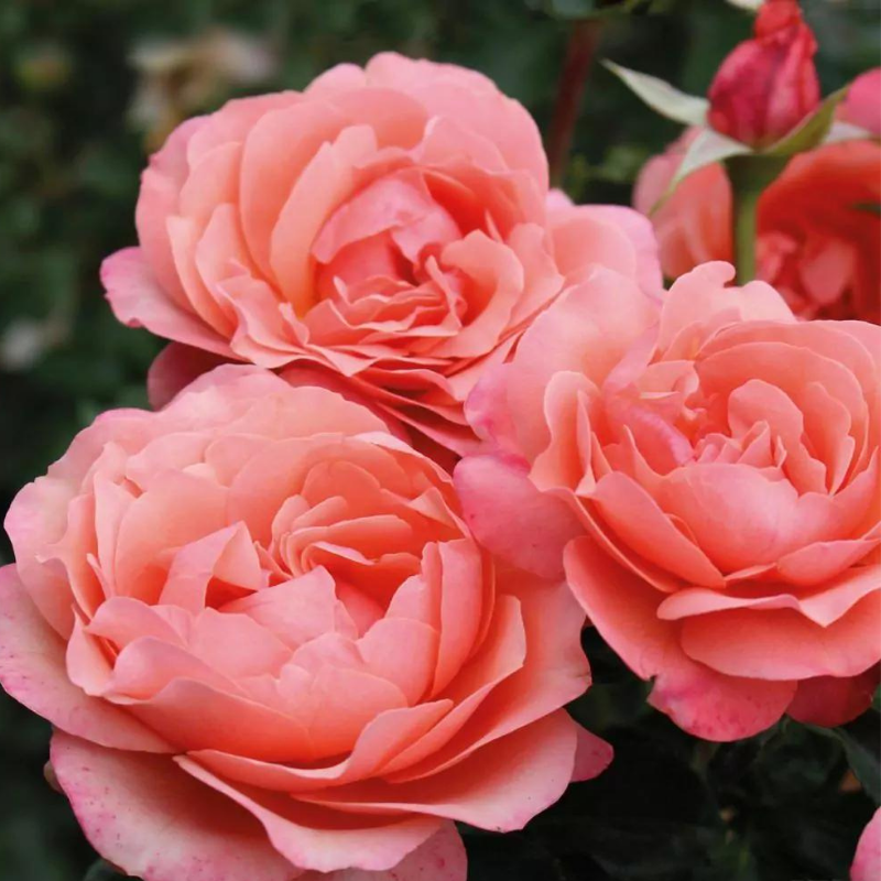 Rosier Coral Lions-Rose fleur rose