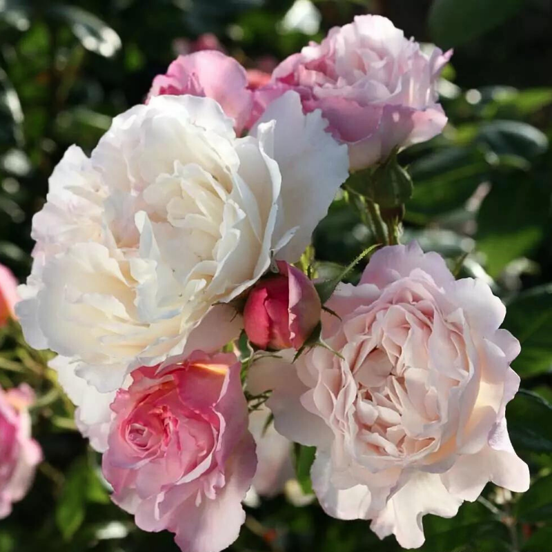 Rosier blanc Herkules très parfumé