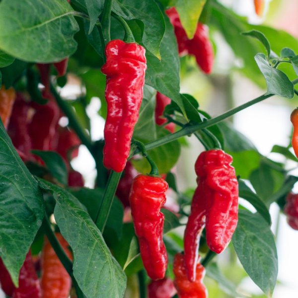 Plant Piment de cayenne en pot