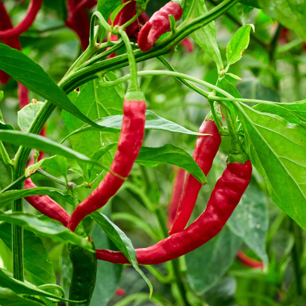 Plant Piment gorria d'espelette en pot