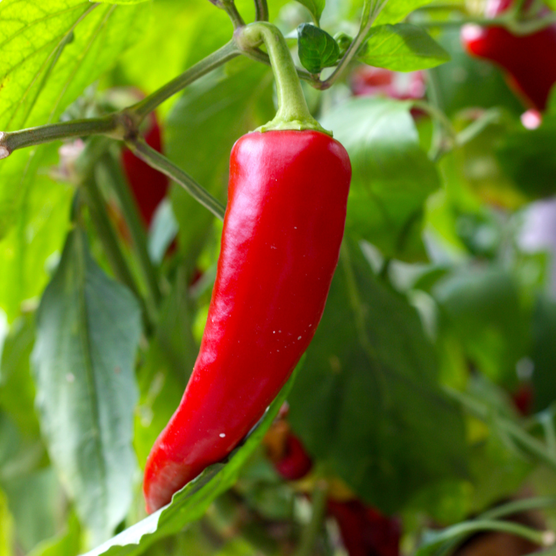 Plant Piment doux des landes en pot