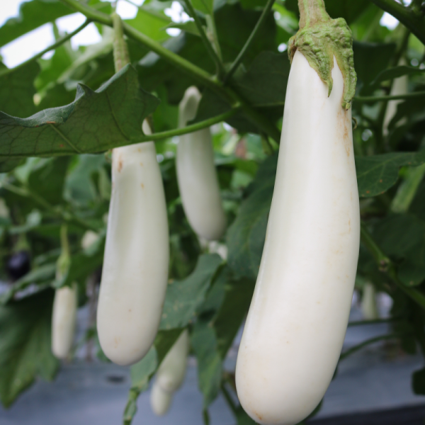 Plant Aubergine blanche clara en pot