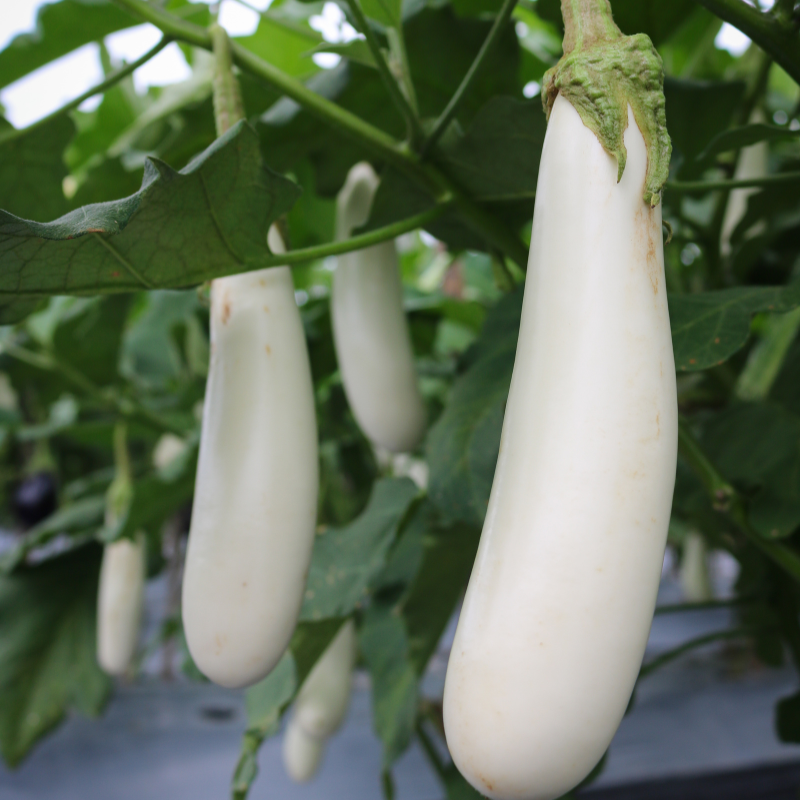 Plant Aubergine blanche clara en pot