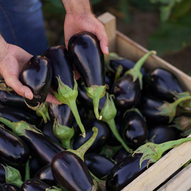 3 Plants Aubergine Baluroi F1 en Pot