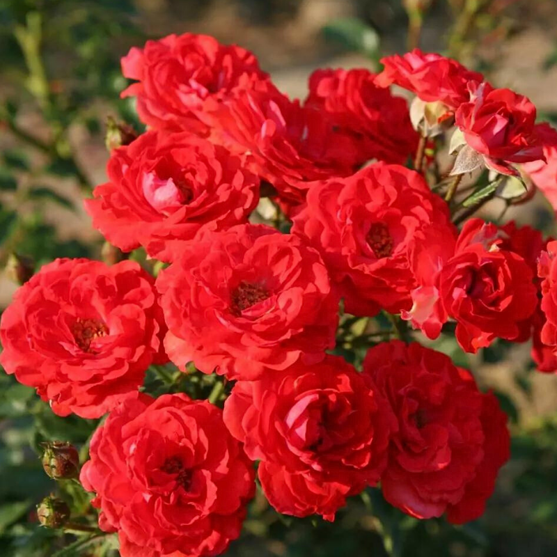 Rosier nain Zwergen fee 09 pétale rouge