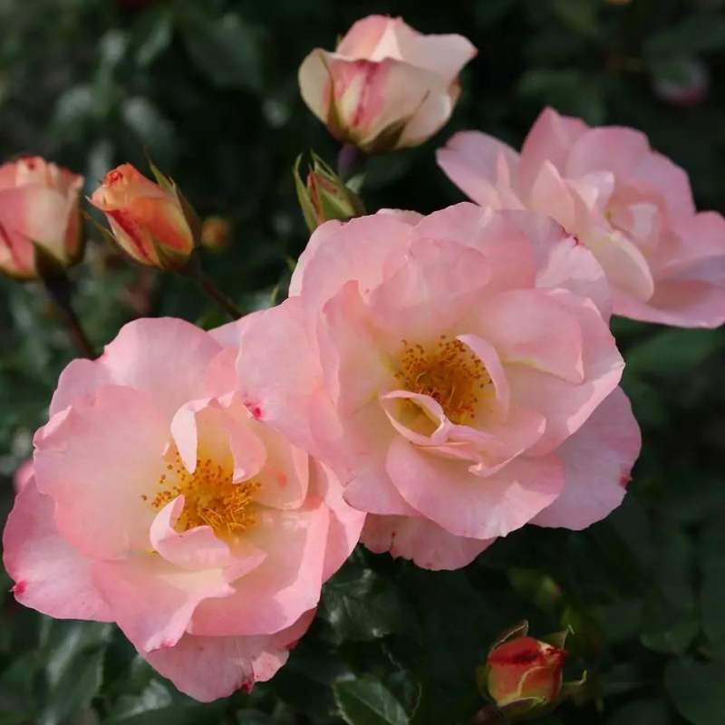 Rosier rose hybride de thé Zauberhaft