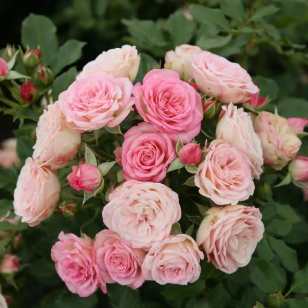 Rosier rose hybride de thé Xenia