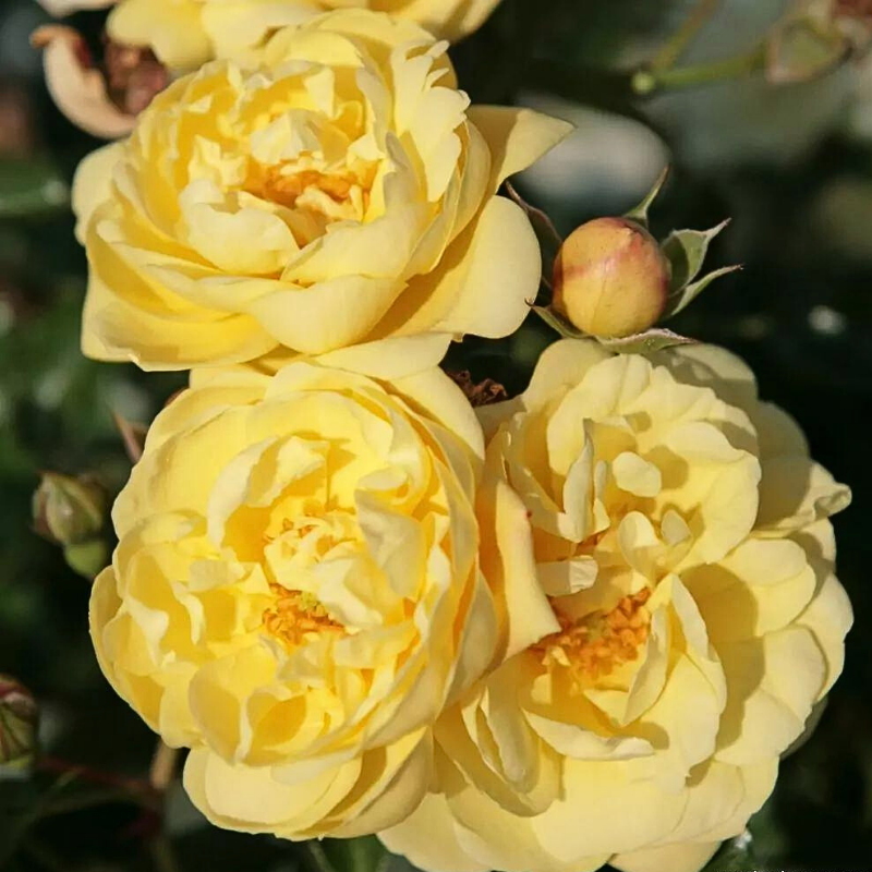 Rosier Buisson Sunny Jaune