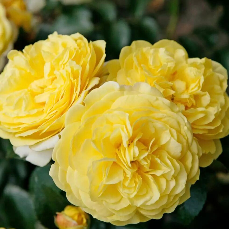 Rosier floribunda Solero pétale jaune