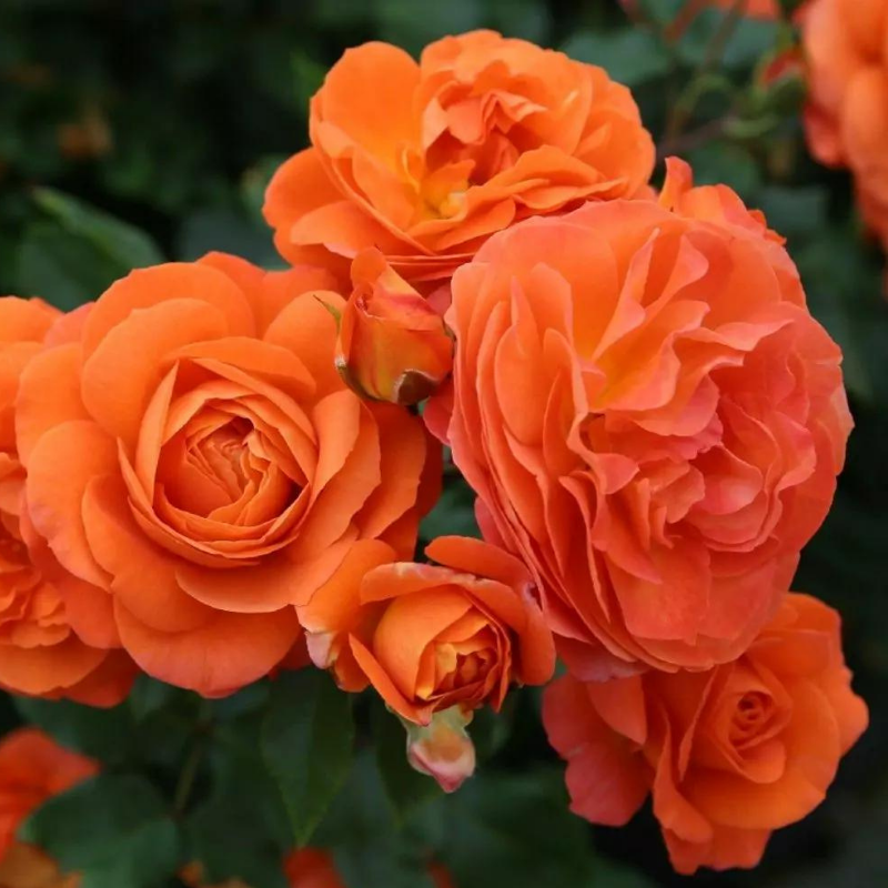 Rosier orange Phoenix