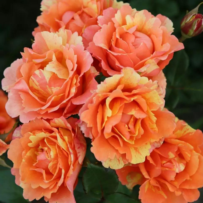 Rosier orange Lollipop