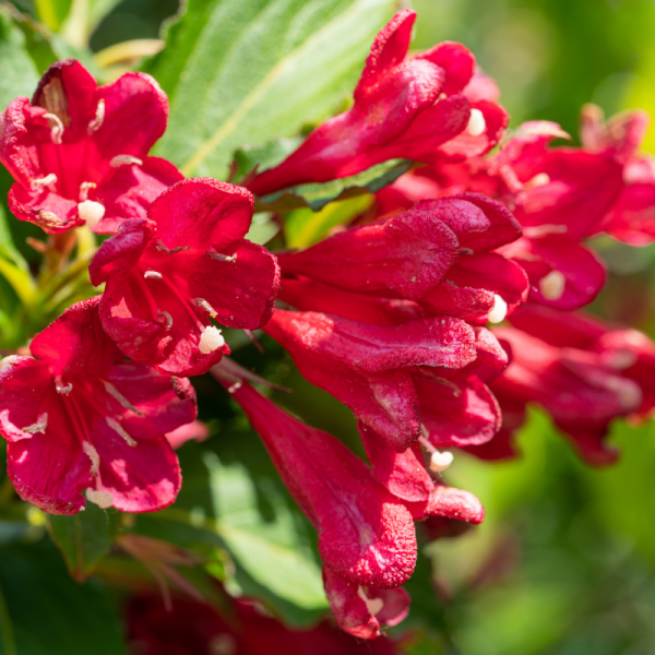 Weigela nain rouge - Weigela nain rouge Pot 3L