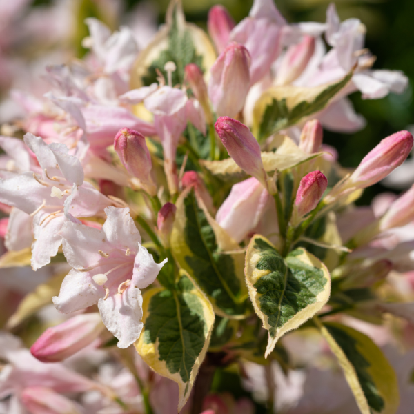 Weigela florida monet - Weigela florida monet Pot 3L