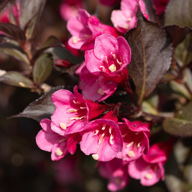 Weigela florida minor black - Weigela florida minor black Pot 3L