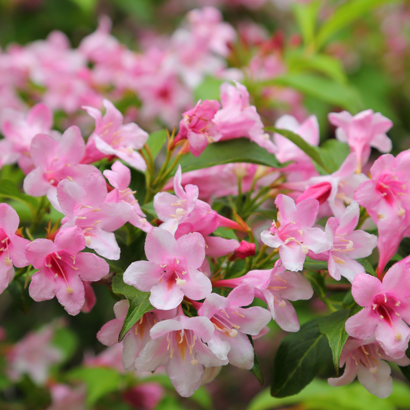 Weigela carnaval - Weigela carnaval Pot 3L