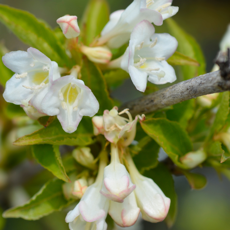 Weigela snowflake - Weigela snowflake Pot 3L