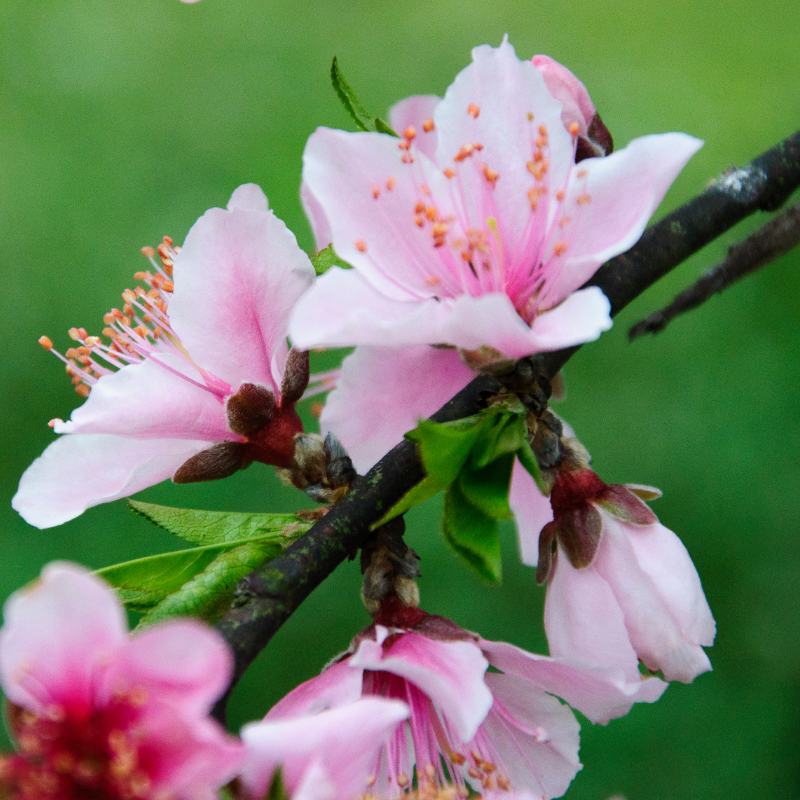 Weigela rumba - Weigela rumba Pot 3L