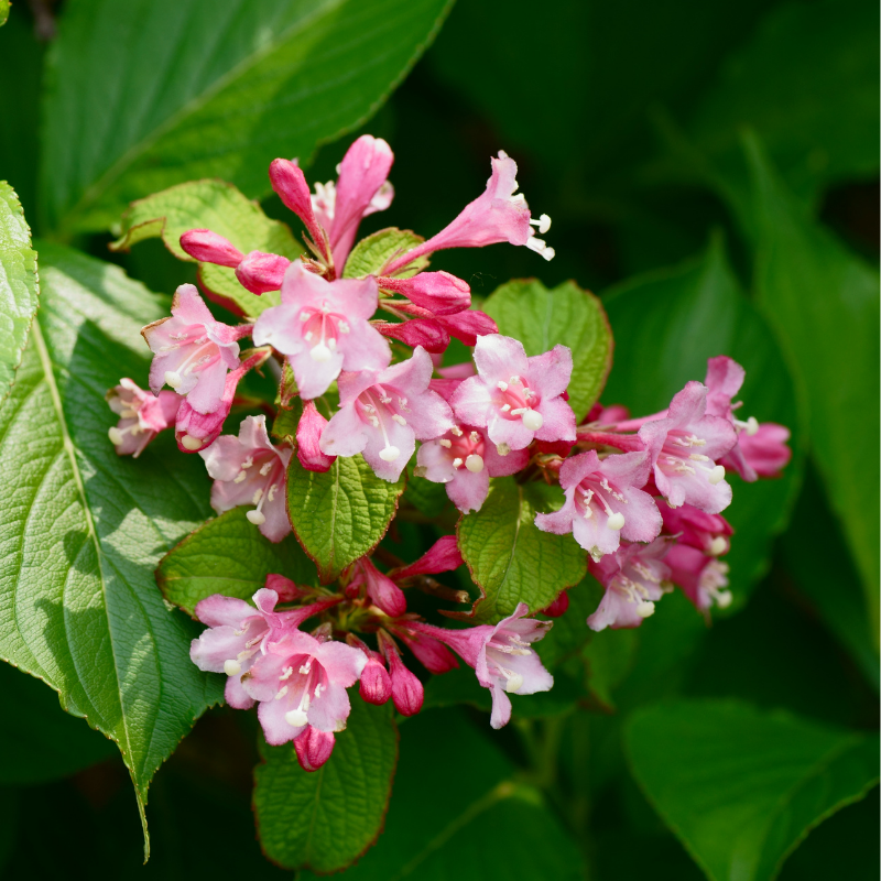 Weigela rosea - Weigela rosea Pot 3L