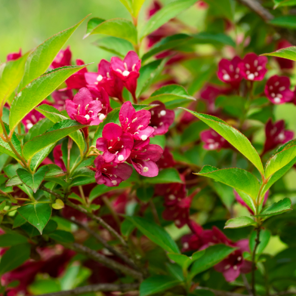 Weigela red prince - Weigela red prince Pot 3L