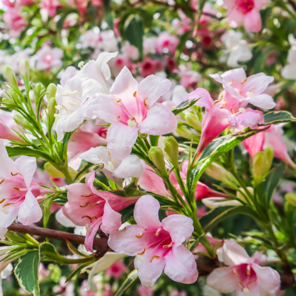 Weigela nana variegata - Weigela nana variegata Pot 3L