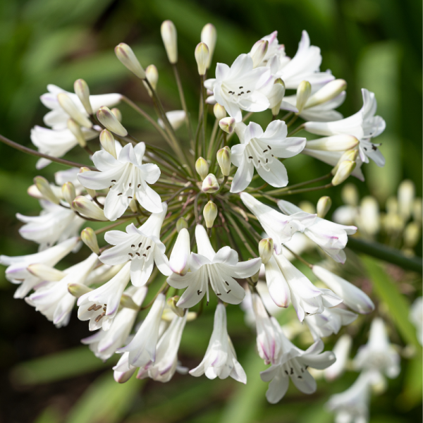 Weigela candida - Weigela candida Pot 3L