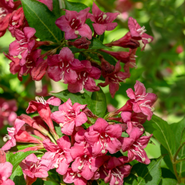 Weigela bristol ruby - Weigela bristol ruby Pot 3L