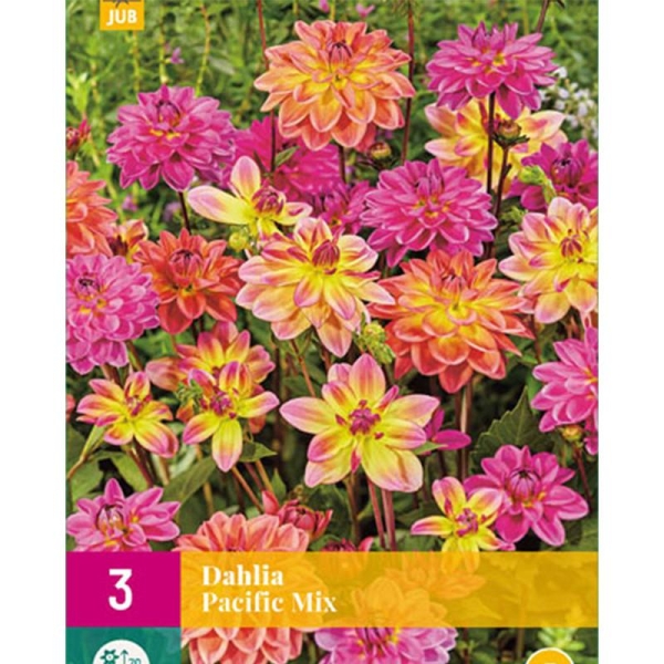 3 Bulbes Dahlias PACIFIC MIX