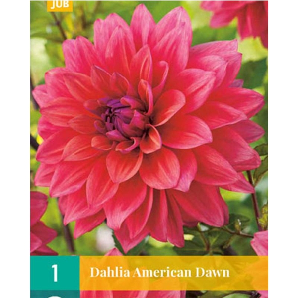 1 bulbe Dahlia AMERICAN DAWN