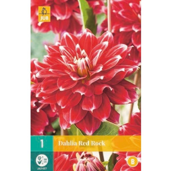 1 bulbe dahlia Red Rock