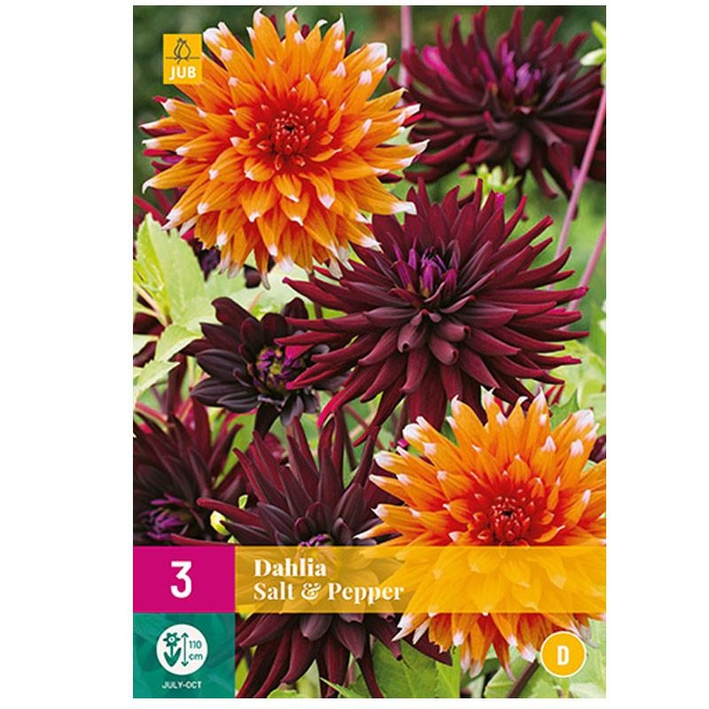 3 DAHLIAS SALT & PEPPER