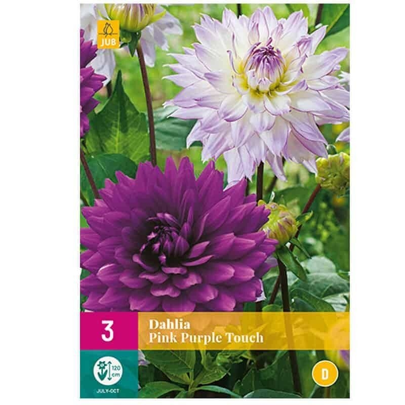 3 DAHLIAS PINK PURPLE TOUCH