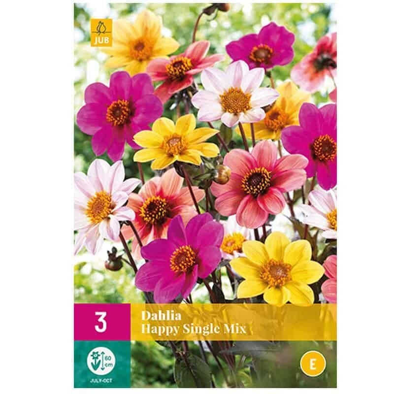 MELANGE DE 3 DAHLIAS HAPPY SINGLE