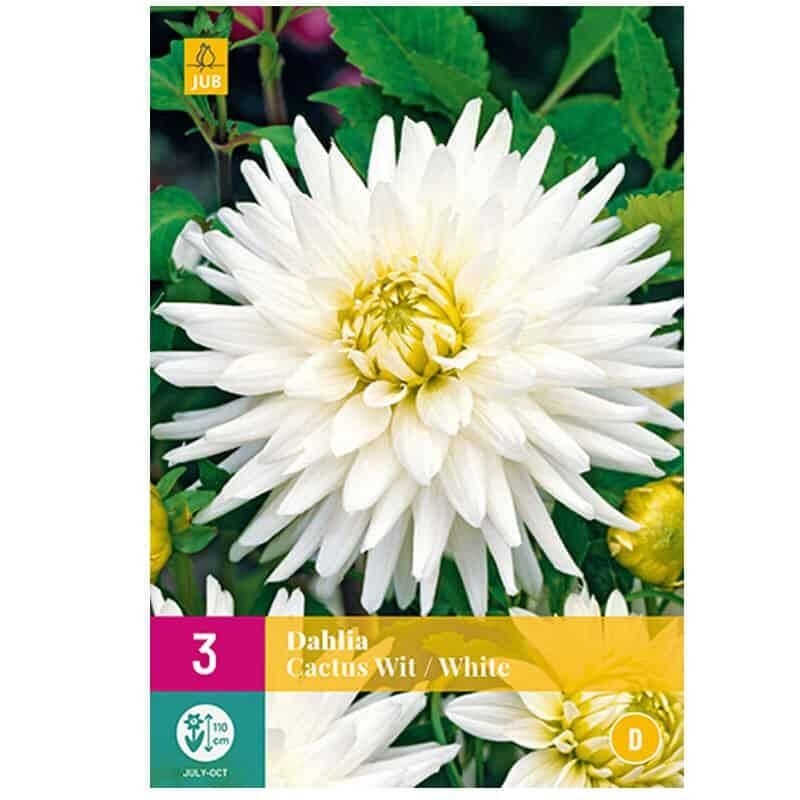 3 bulbes Dahlias Cactus Blanc