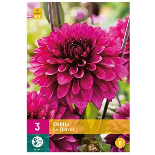 3 bulbes dahlias Le Baron