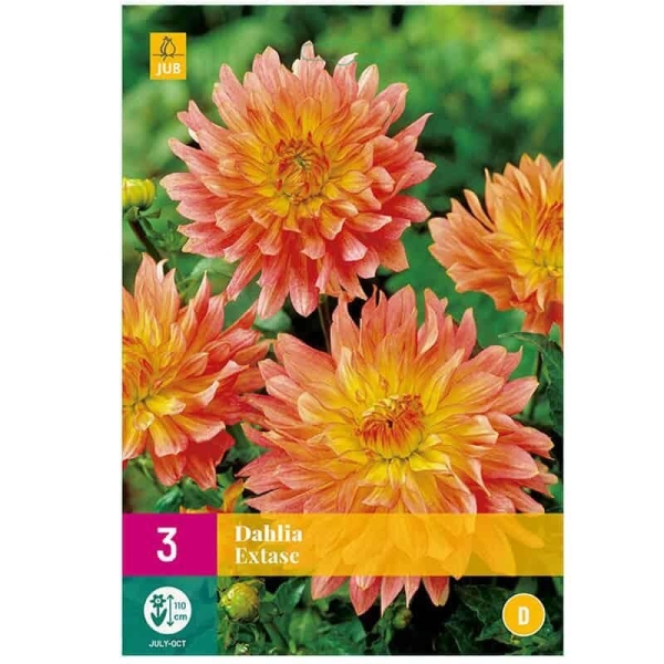 3 bulbes dahlia Extase