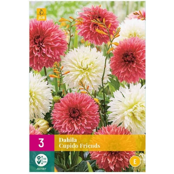 3 DAHLIAS CUPIDO FRIENDS